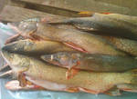 фото Свежемороженая рыба оптом
